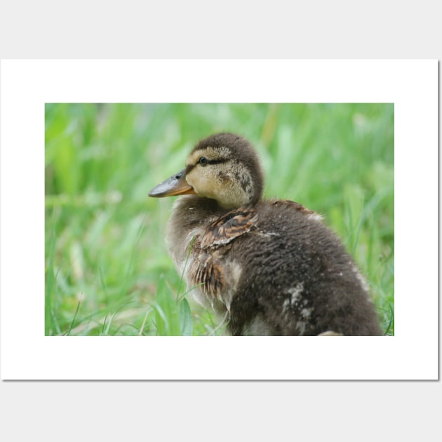 Duckling Wall Art by DeVerviers